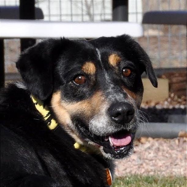 Enlarge Shorty, a Adoptable Mixed Breed in Prescott, AZ image 4/6