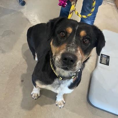 Enlarge Shorty, a Adoptable Mixed Breed in Prescott, AZ image 5/6