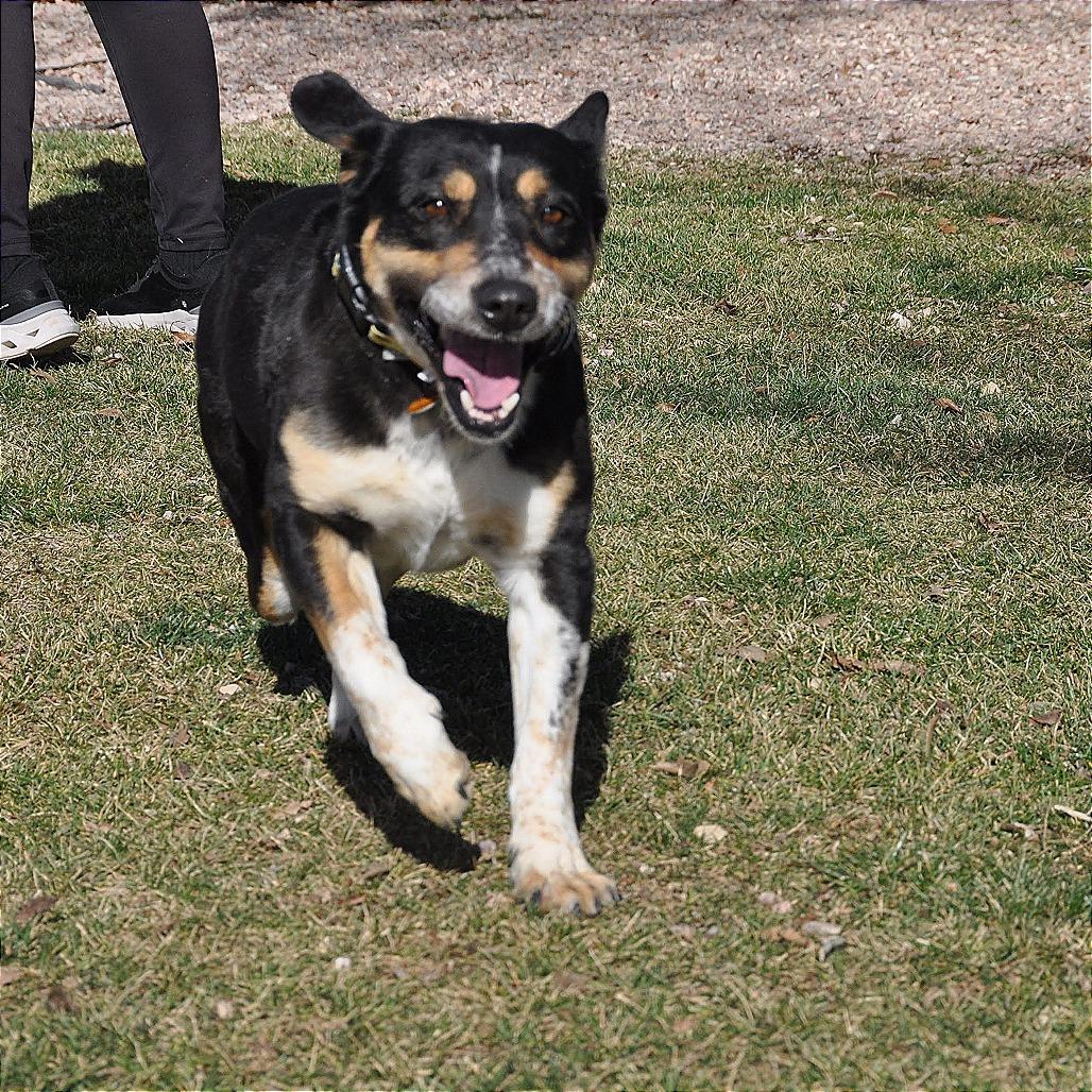 Enlarge Shorty, a Adoptable Mixed Breed in Prescott, AZ image 6/6