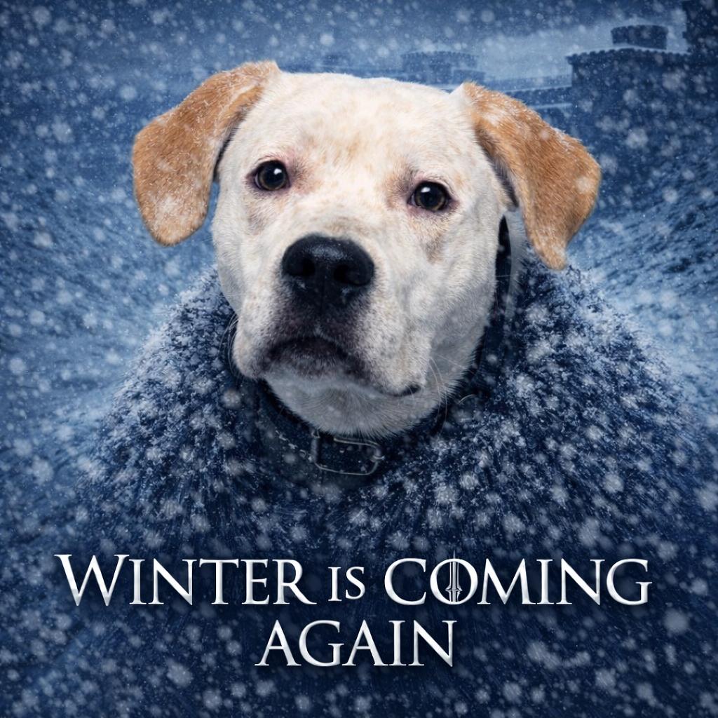 Sunny, Adoptable, Adult Male Hound & Retriever.