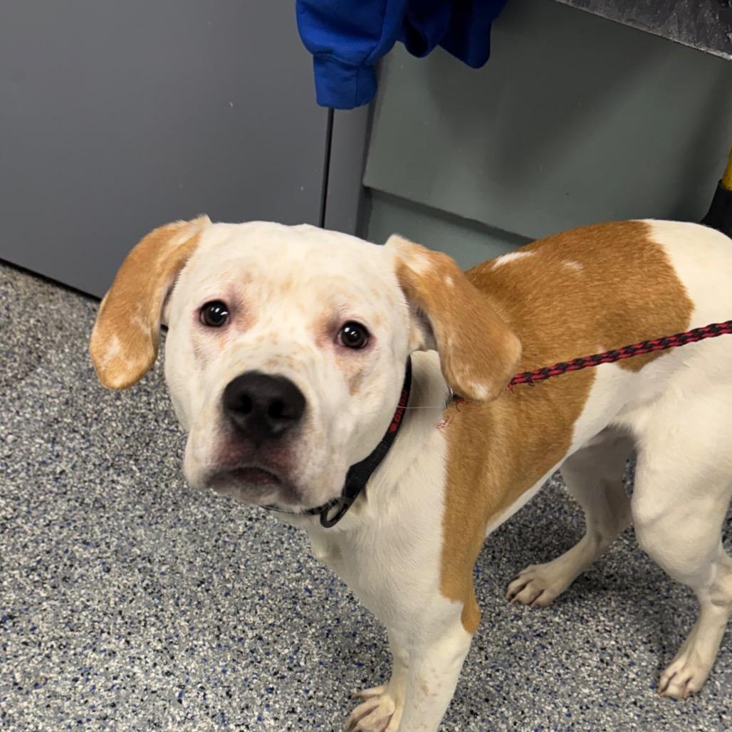 Enlarge Sunny, a Adoptable mixed breed in Greenville, SC image 3/6