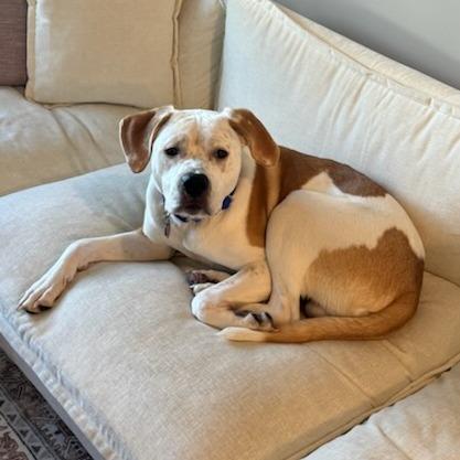 Enlarge Sunny, a Adoptable mixed breed in Greenville, SC image 4/6