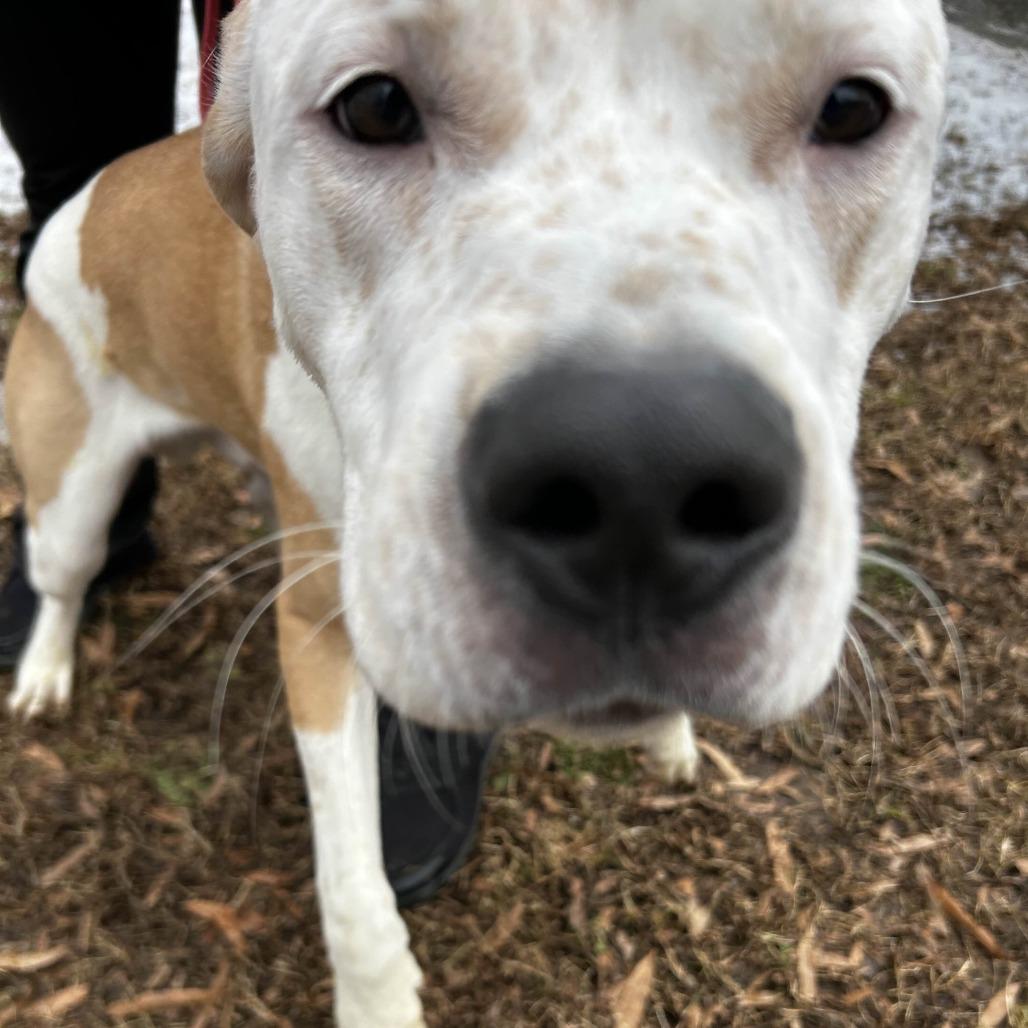 Enlarge Sunny, a Adoptable mixed breed in Greenville, SC image 5/6