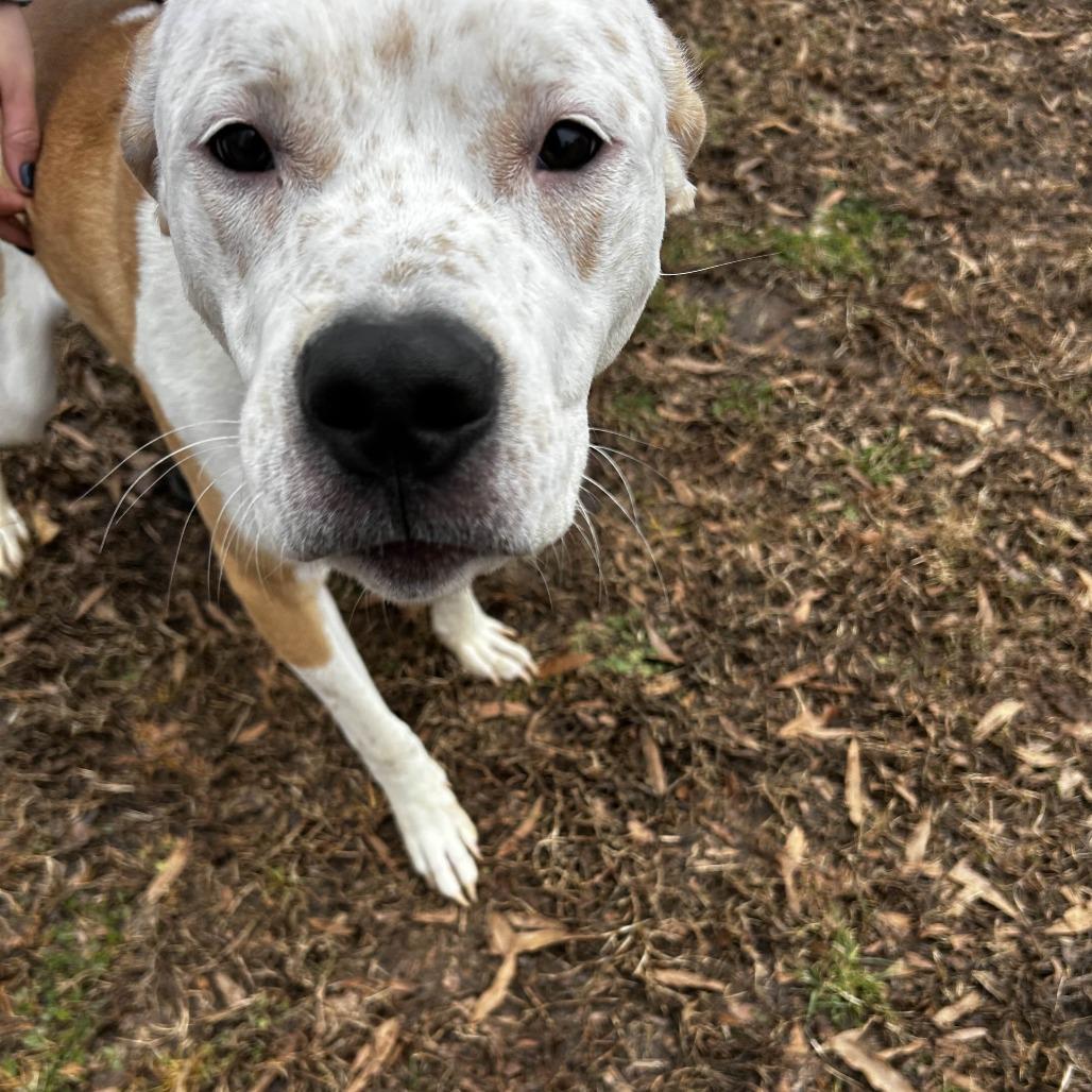 Enlarge Sunny, a Adoptable mixed breed in Greenville, SC image 6/6