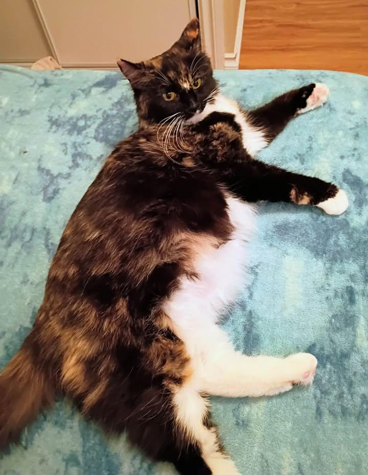 Sugartoes, a ADOPTABLE Calico in Cut Bank, MT image 3/4