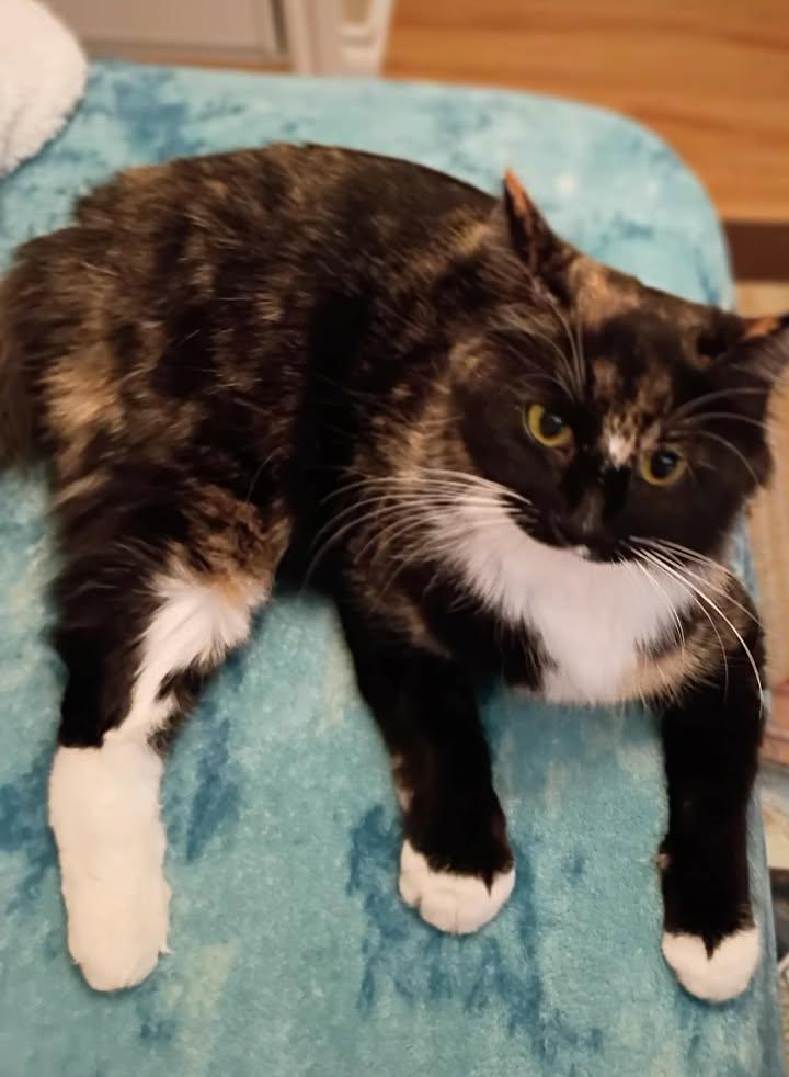 Sugartoes, a ADOPTABLE Calico in Cut Bank, MT image 4/4