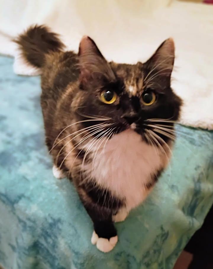 Sugartoes, a ADOPTABLE Calico in Cut Bank, MT image 1/4