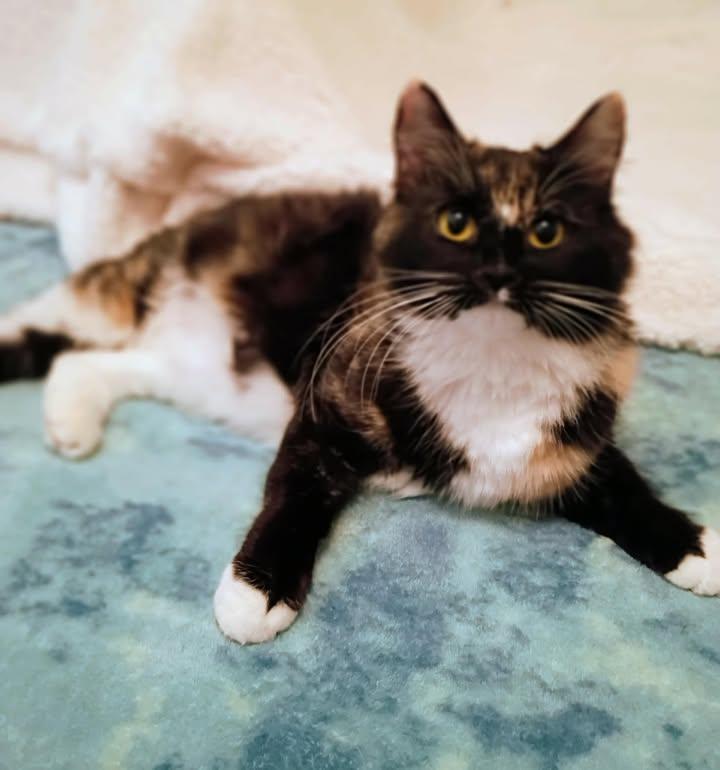 Sugartoes, a ADOPTABLE Calico in Cut Bank, MT image 2/4