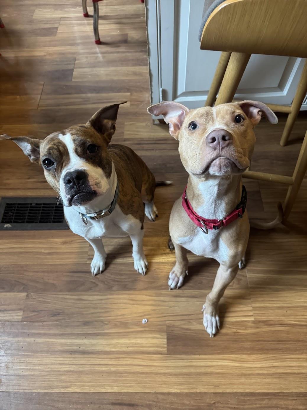 Rooster, a ADOPTABLE Mixed Breed in Medford, NJ image 3/5