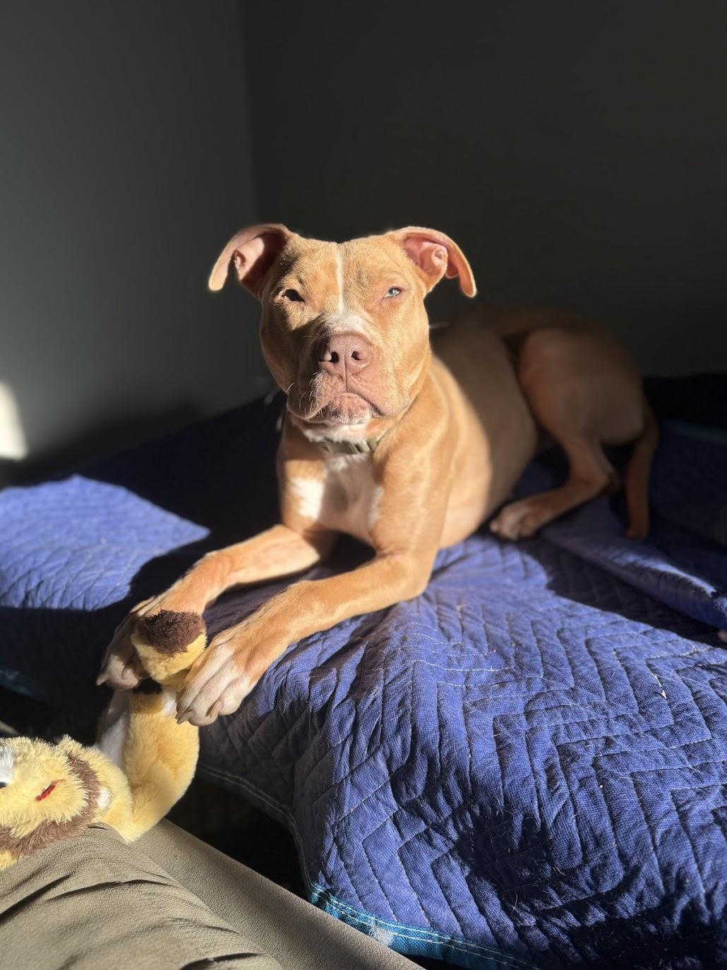 Enlarge Rooster, a ADOPTABLE Mixed Breed in Medford, NJ image 3/5