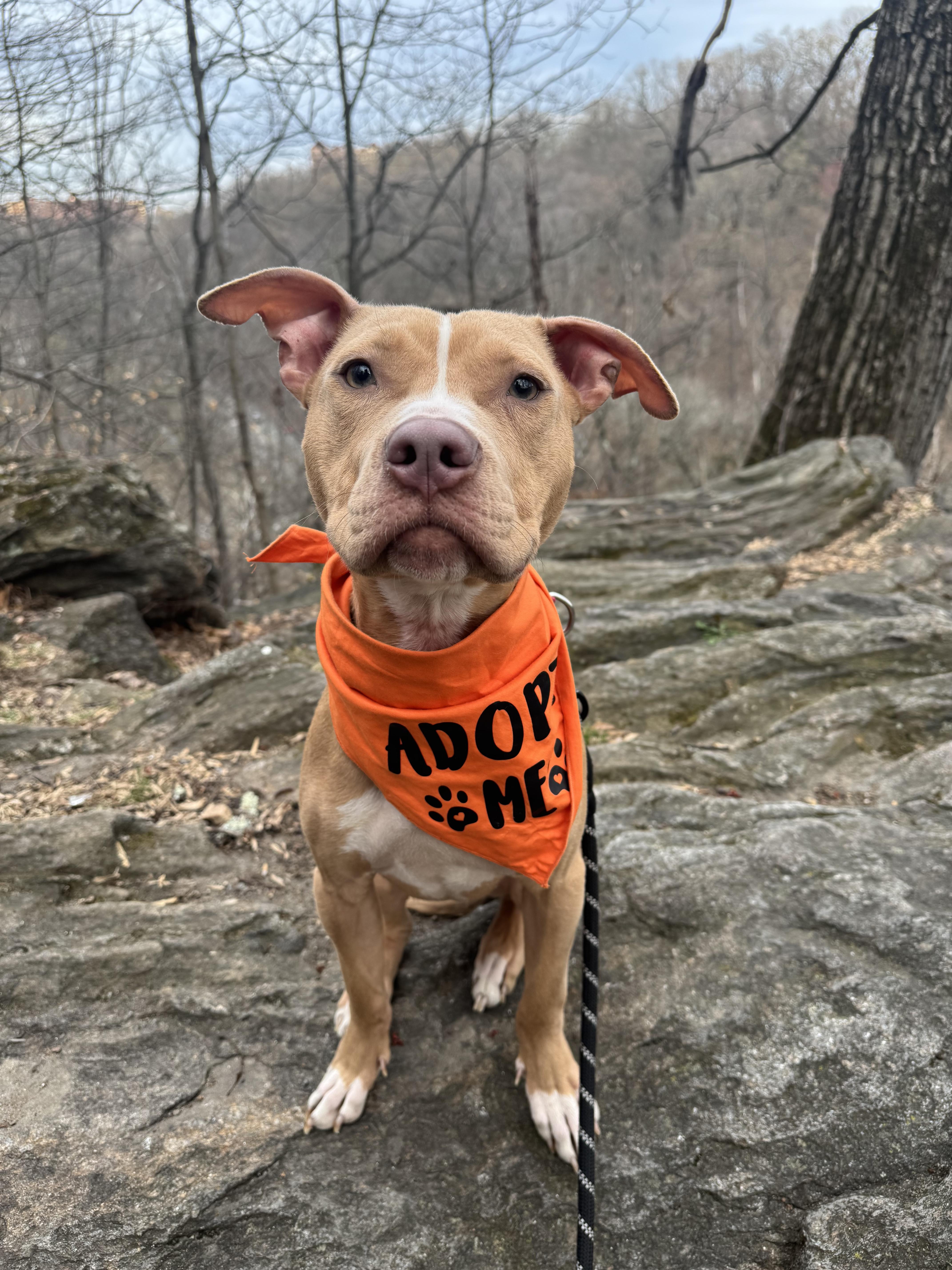 Rooster, a ADOPTABLE Mixed Breed in Medford, NJ image 1/5