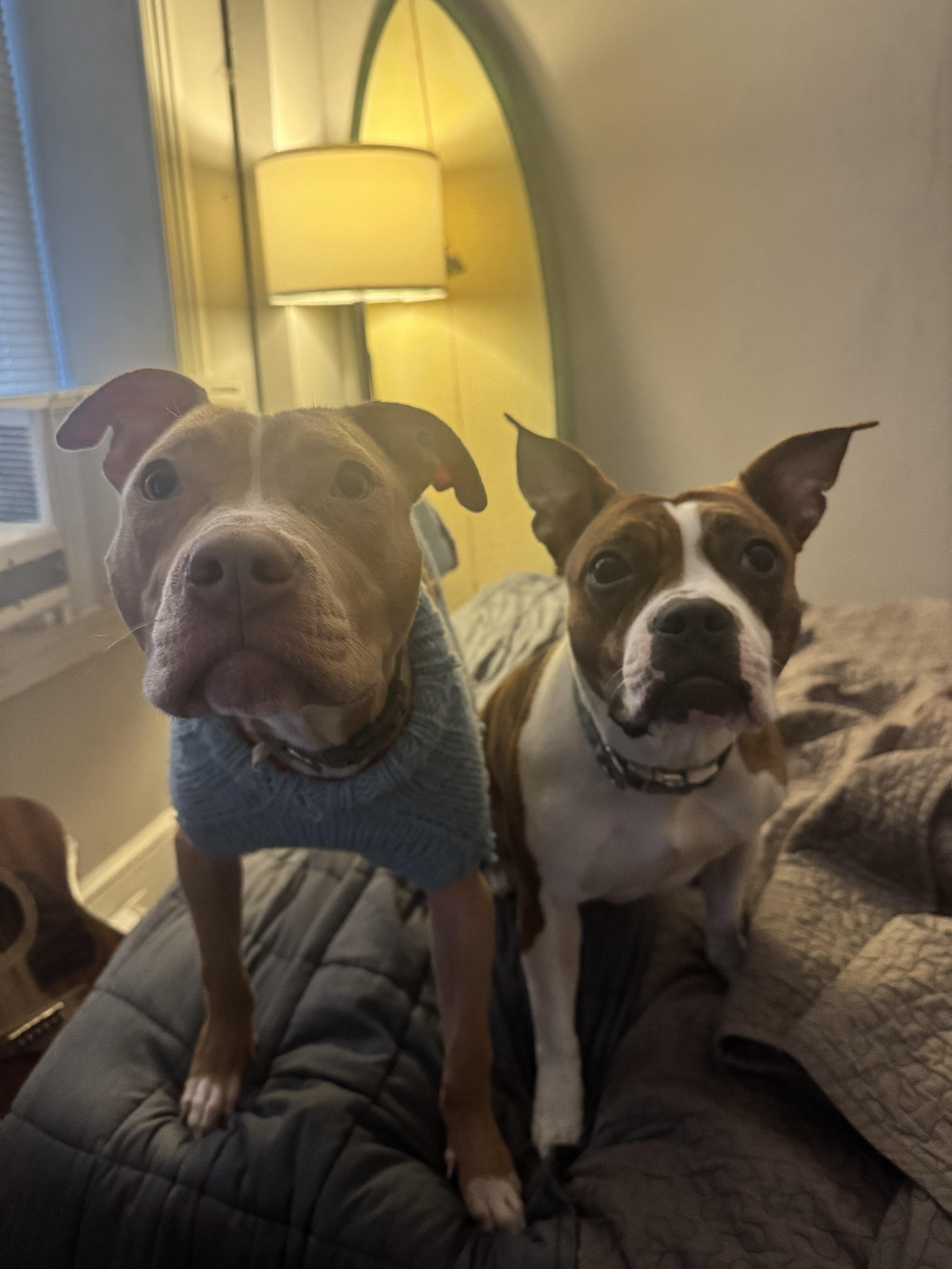 Enlarge Rooster, a ADOPTABLE Mixed Breed in Medford, NJ image 4/5