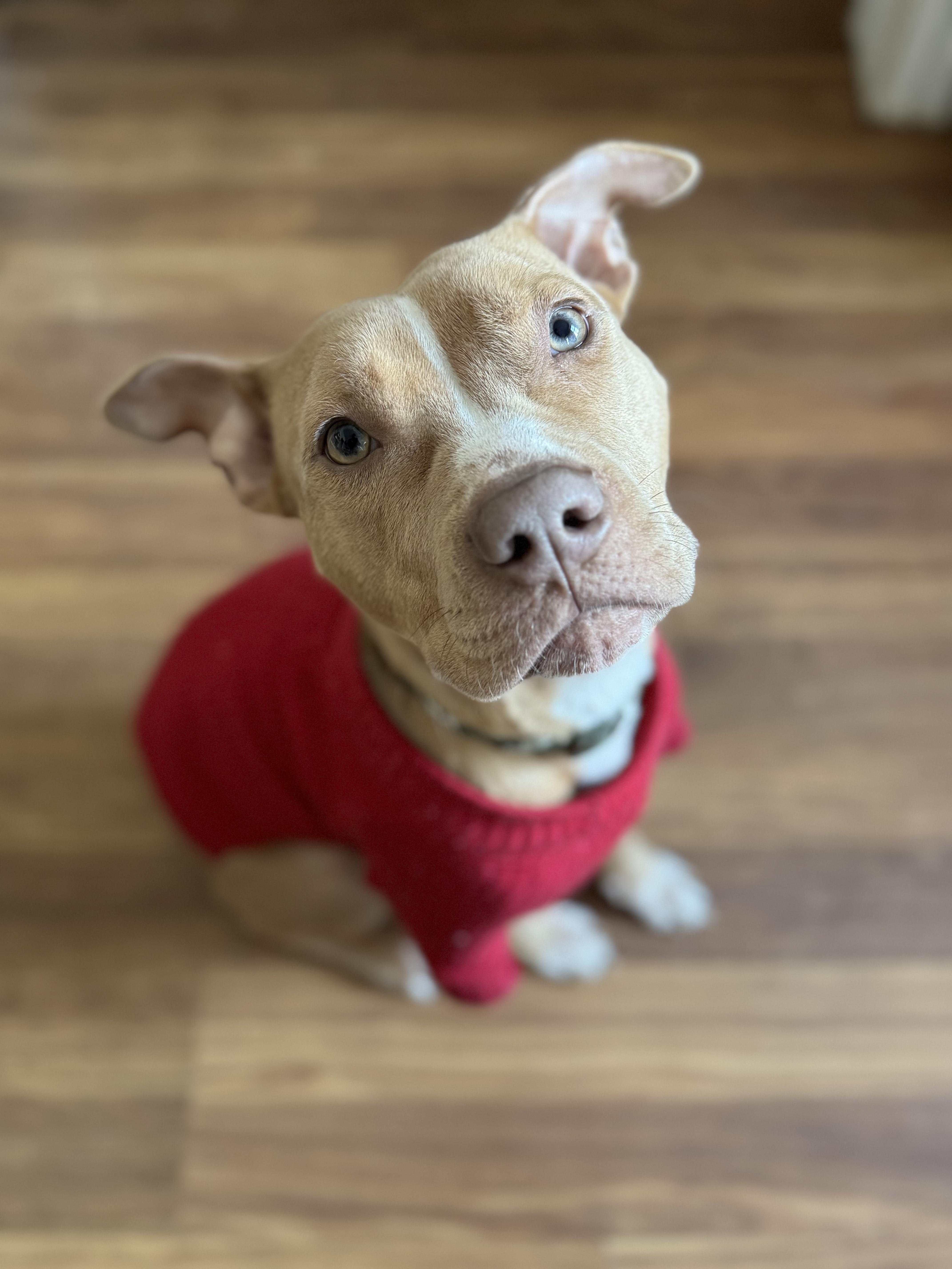 Enlarge Rooster, a ADOPTABLE Mixed Breed in Medford, NJ image 1/5