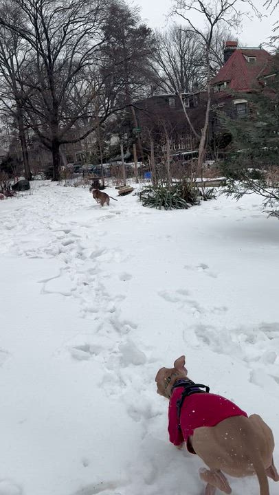 Enlarge Rooster, a ADOPTABLE Mixed Breed in Medford, NJ video 2/5