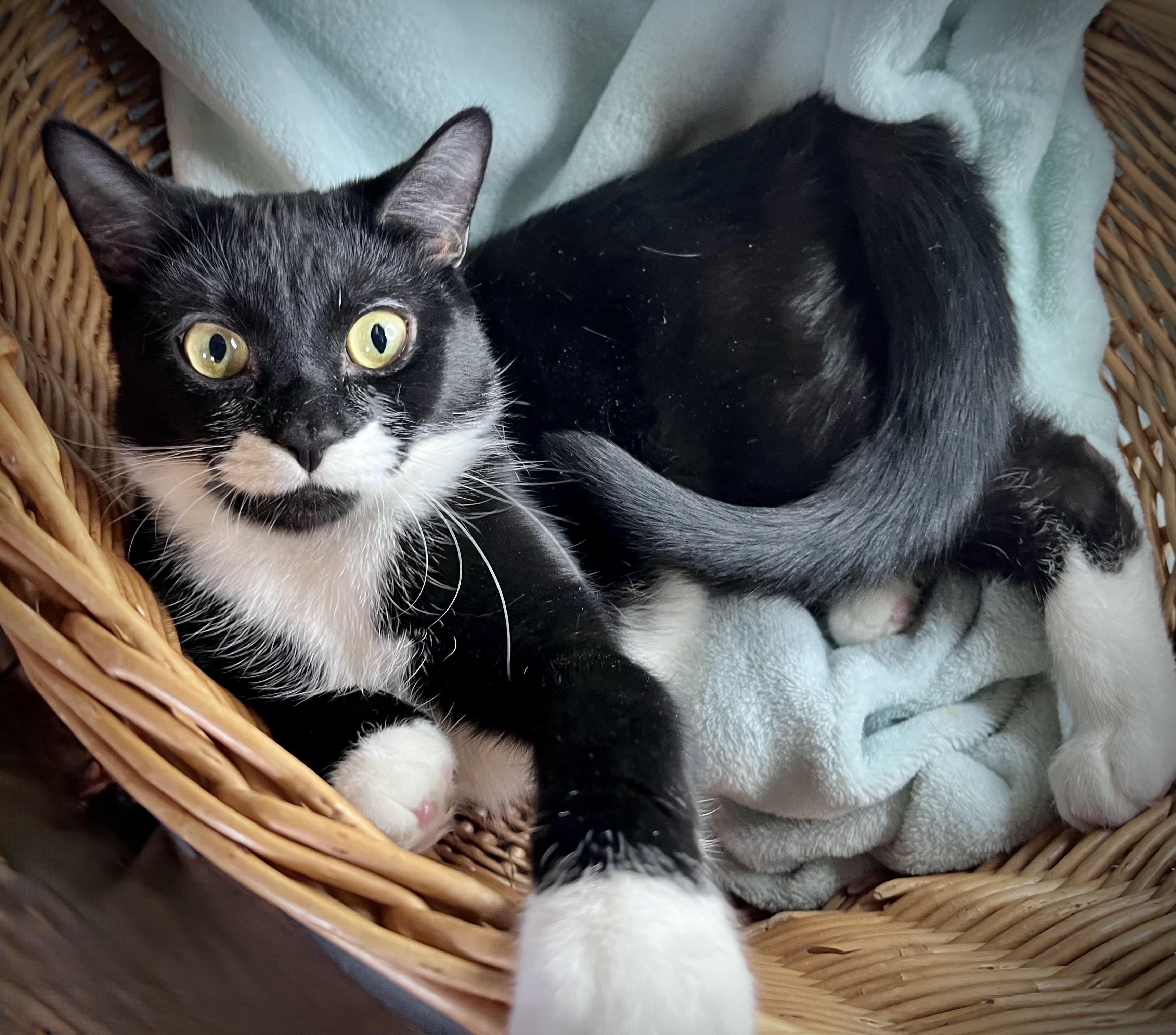 Enlarge Jamie, a ADOPTABLE mixed breed in Rocky Hill, CT image 5/6