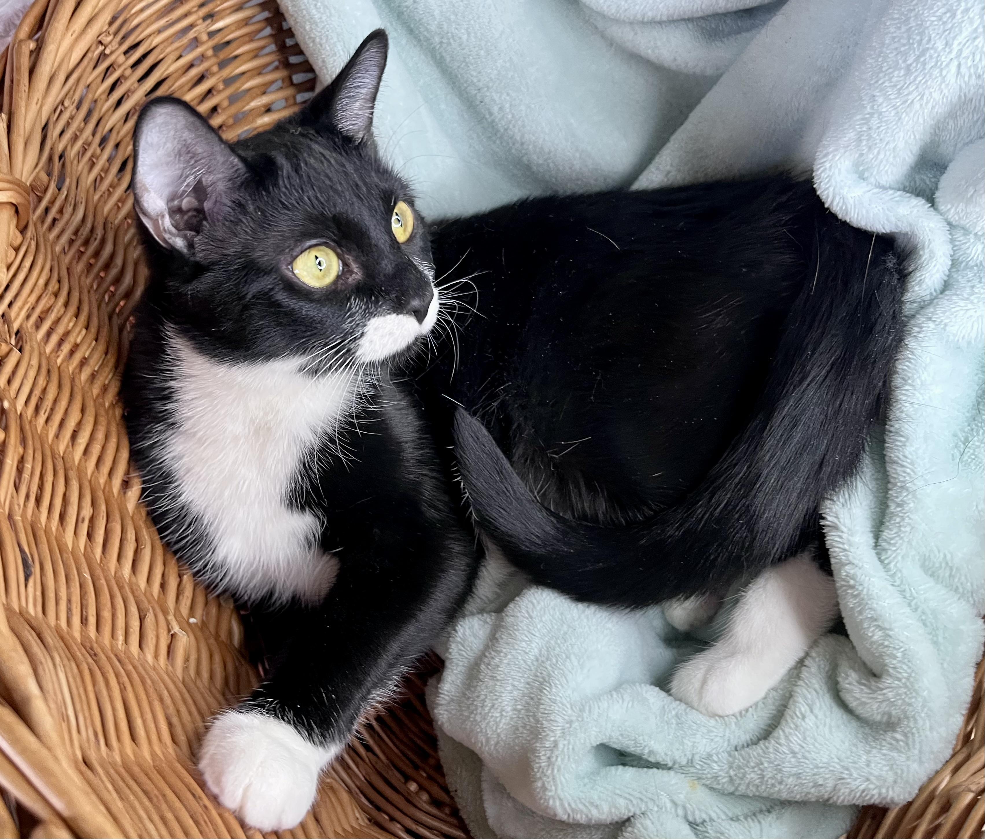 Enlarge Jamie, a ADOPTABLE mixed breed in Rocky Hill, CT image 2/6