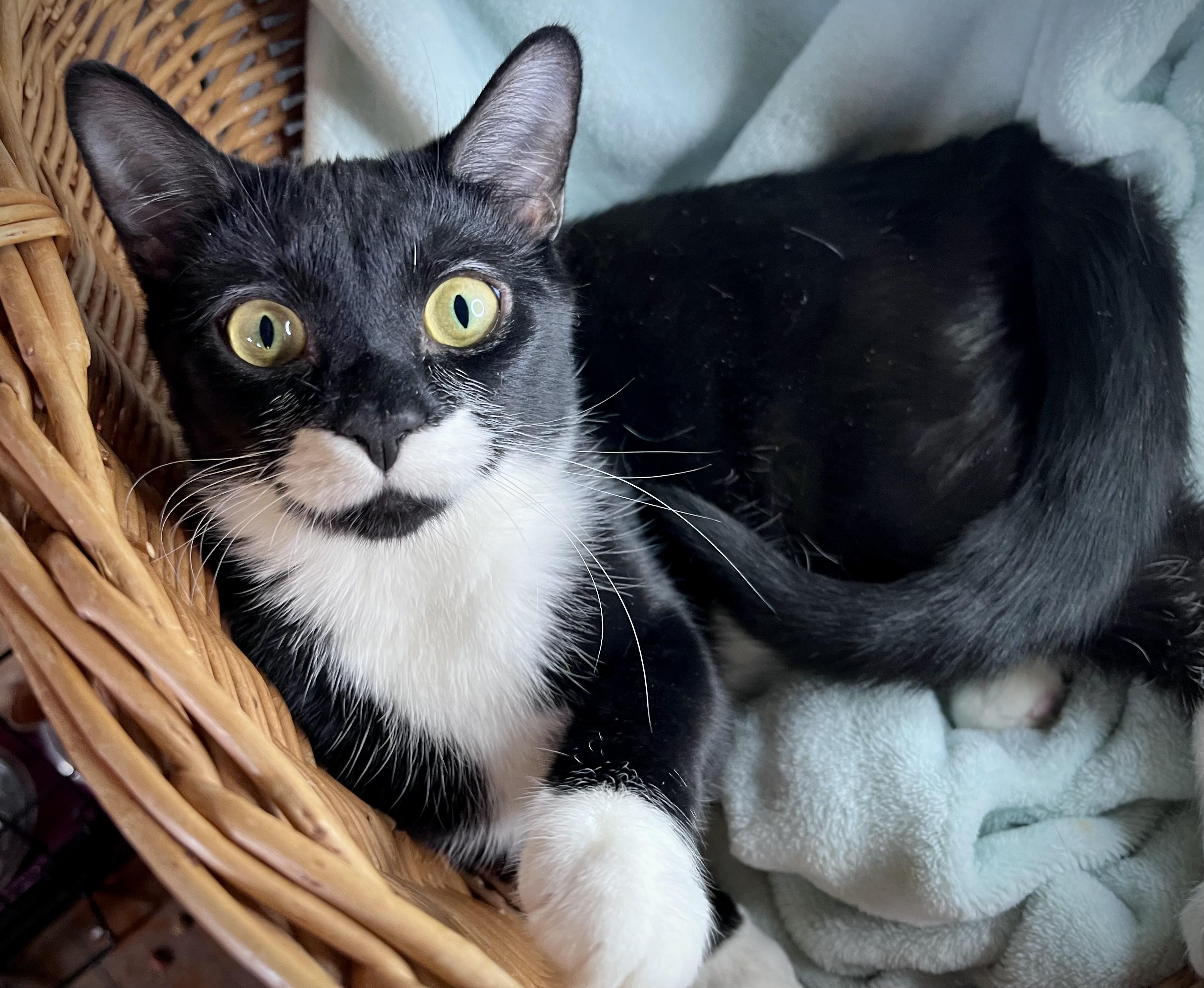 Enlarge Jamie, a ADOPTABLE mixed breed in Rocky Hill, CT image 3/6