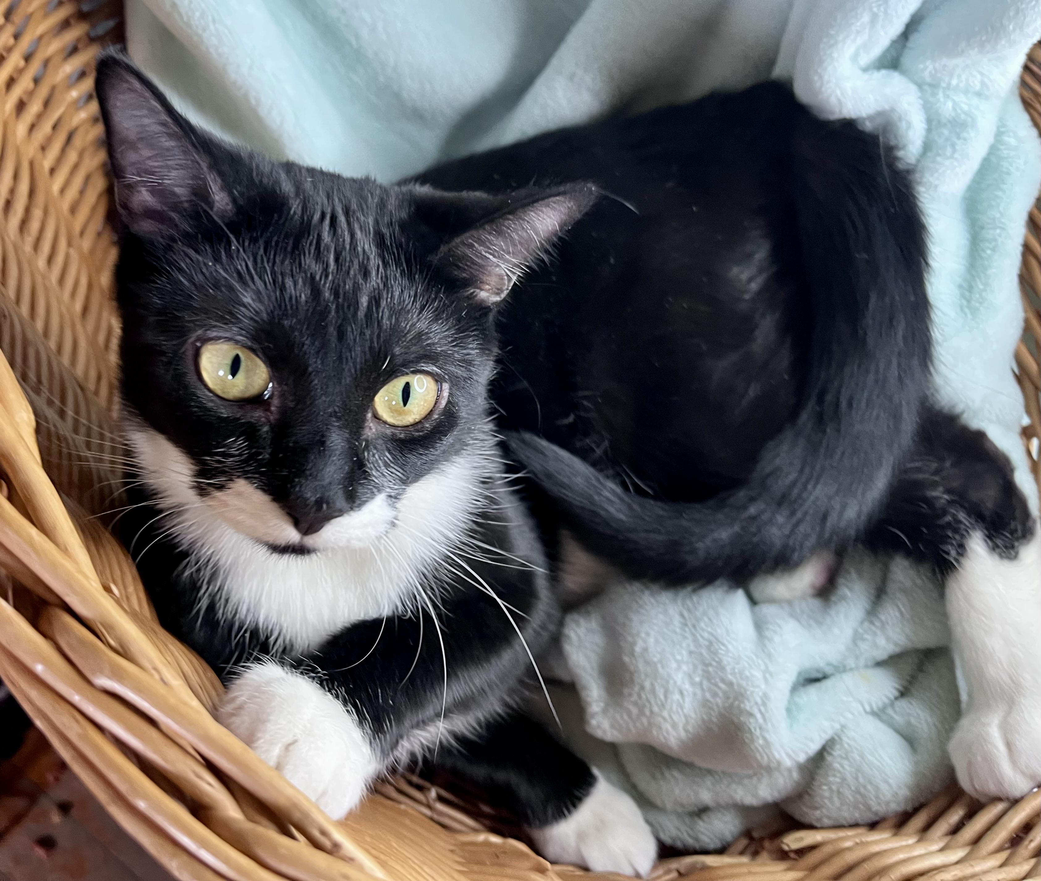 Enlarge Jamie, a ADOPTABLE mixed breed in Rocky Hill, CT image 4/6