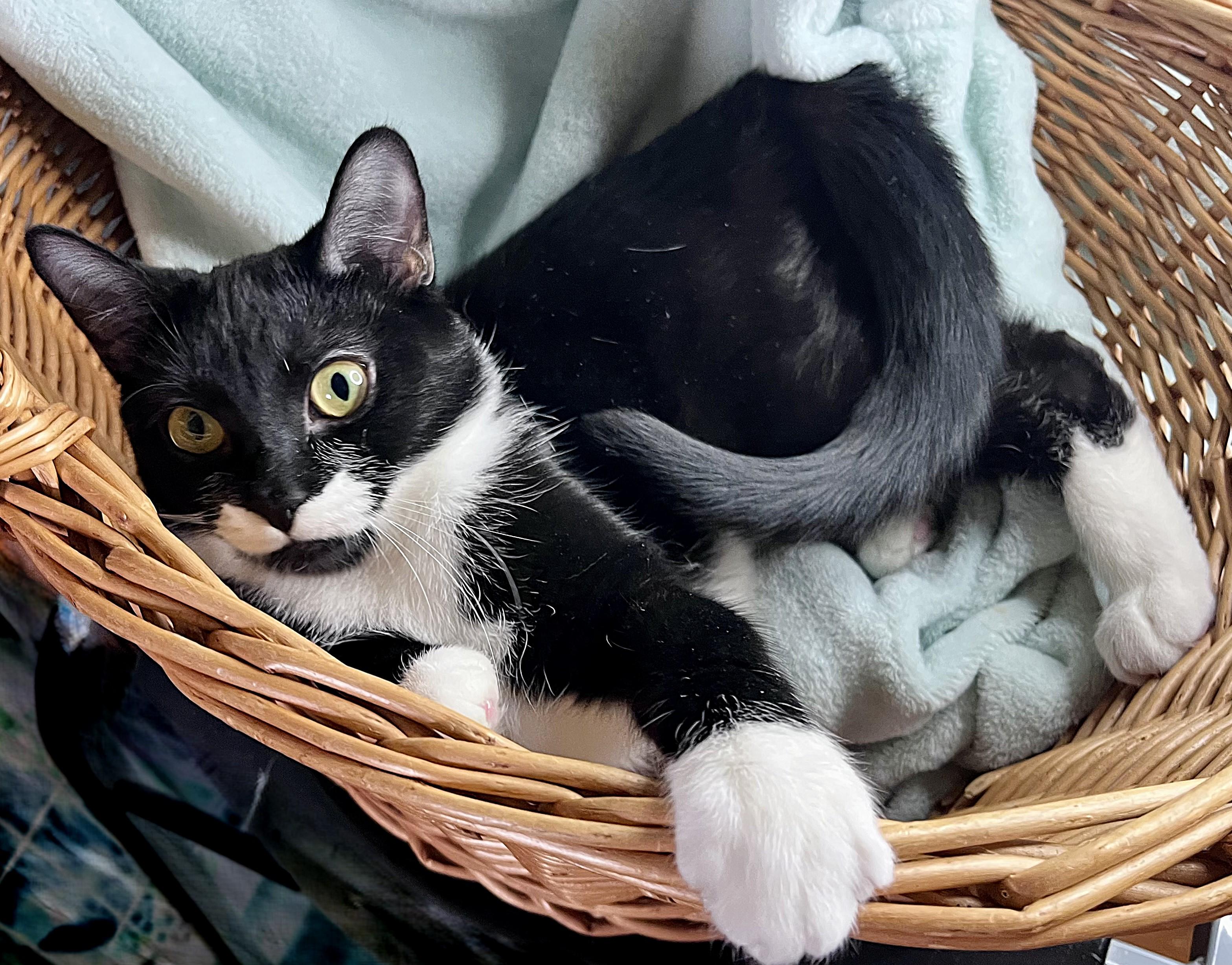 Enlarge Jamie, a ADOPTABLE mixed breed in Rocky Hill, CT image 6/6