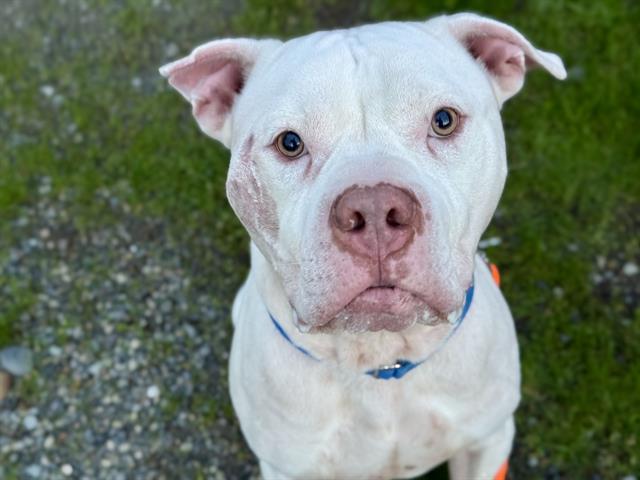 Enlarge SUNFISH, a Adoptable Pit Bull Terrier in Tacoma, WA image 1/1