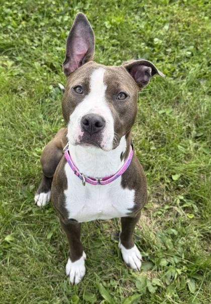 Enlarge Princess, a Adoptable mixed breed in Jefferson, WI image 3/6