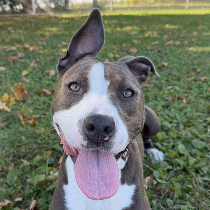 Princess, Adoptable, Adult Female Pit Bull Terrier.