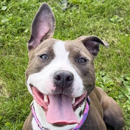 Enlarge Princess, a Adoptable mixed breed in Jefferson, WI image 2/6