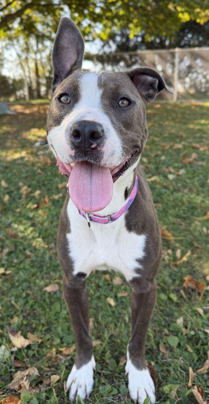 Enlarge Princess, a Adoptable mixed breed in Jefferson, WI image 6/6