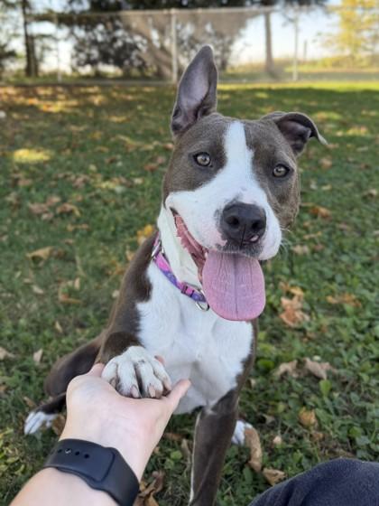 Enlarge Princess, a Adoptable mixed breed in Jefferson, WI image 5/6