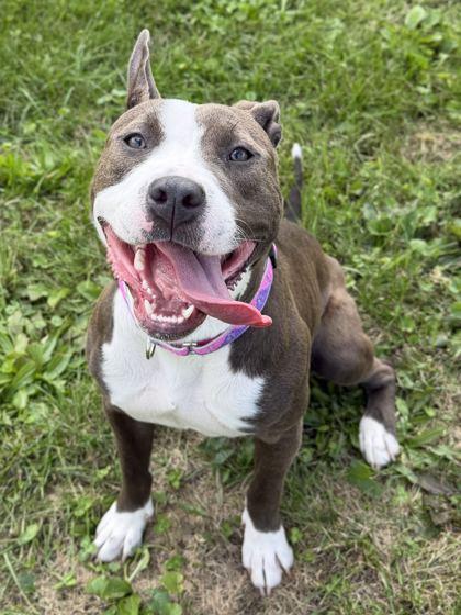 Enlarge Princess, a Adoptable mixed breed in Jefferson, WI image 4/6