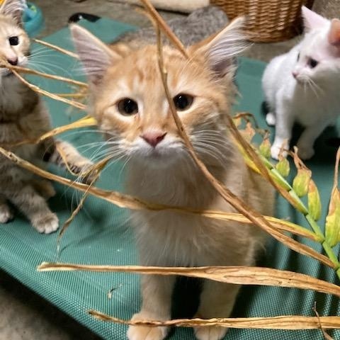 Enlarge CHANCE, an adopted mixed breed in Watkinsville, GA image 2/5