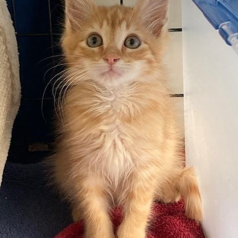 Enlarge CHANCE, an adopted mixed breed in Watkinsville, GA image 3/5