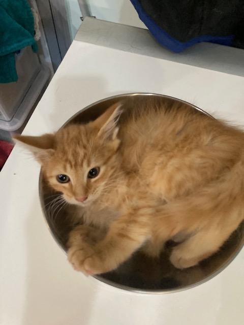 Enlarge CHANCE, an adopted mixed breed in Watkinsville, GA image 4/5