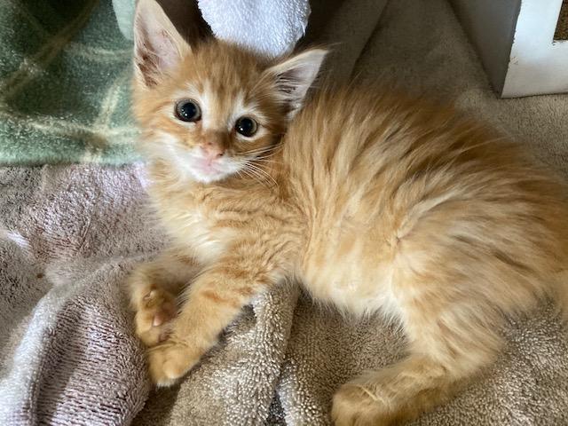 Enlarge CHANCE, an adopted mixed breed in Watkinsville, GA image 5/5