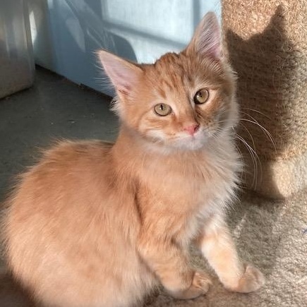 CHANCE, adopted, Kitten Male Domestic Long Hair.
