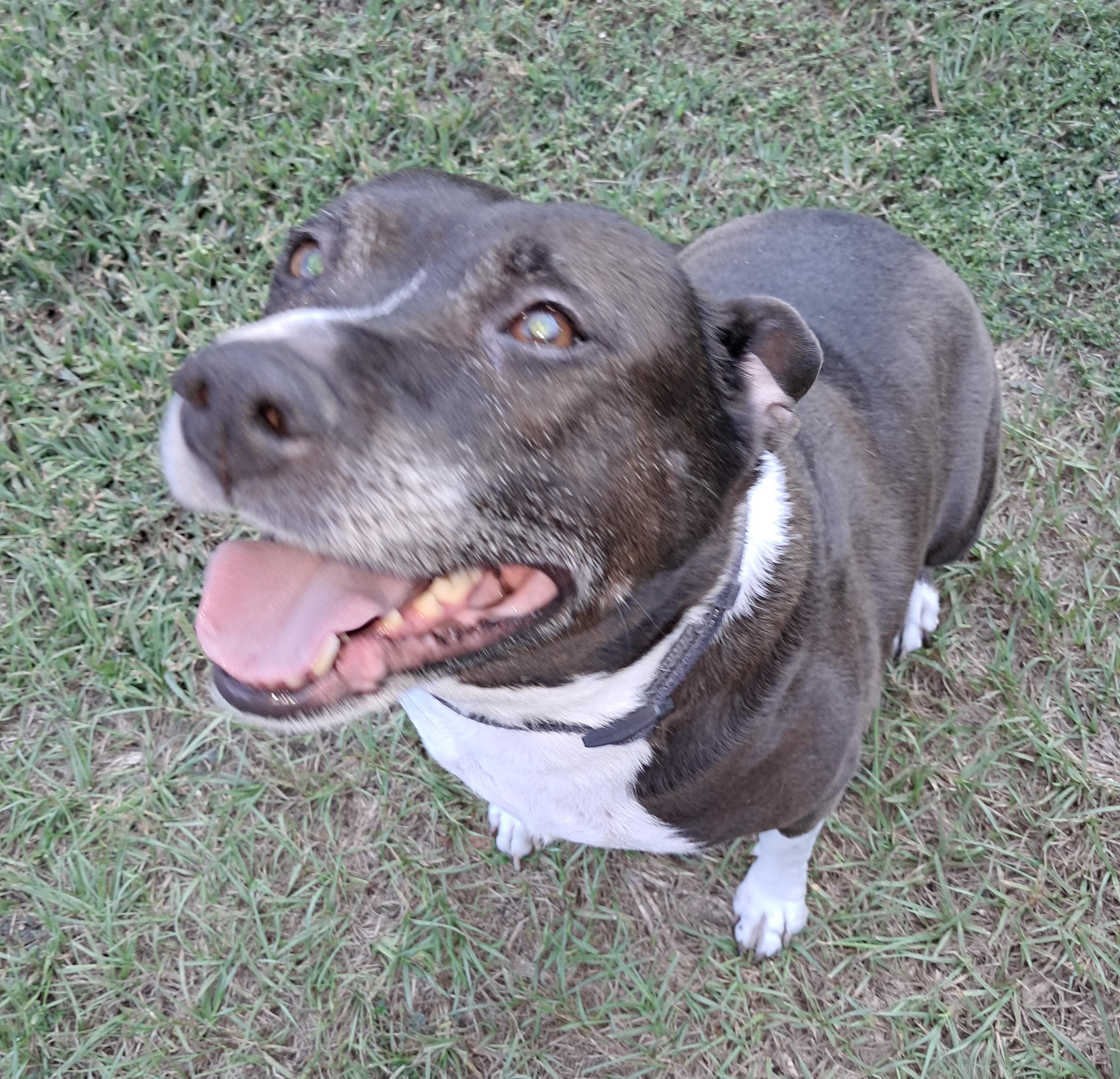 Enlarge Harley, a Adoptable mixed breed in BREWTON, AL image 1/3