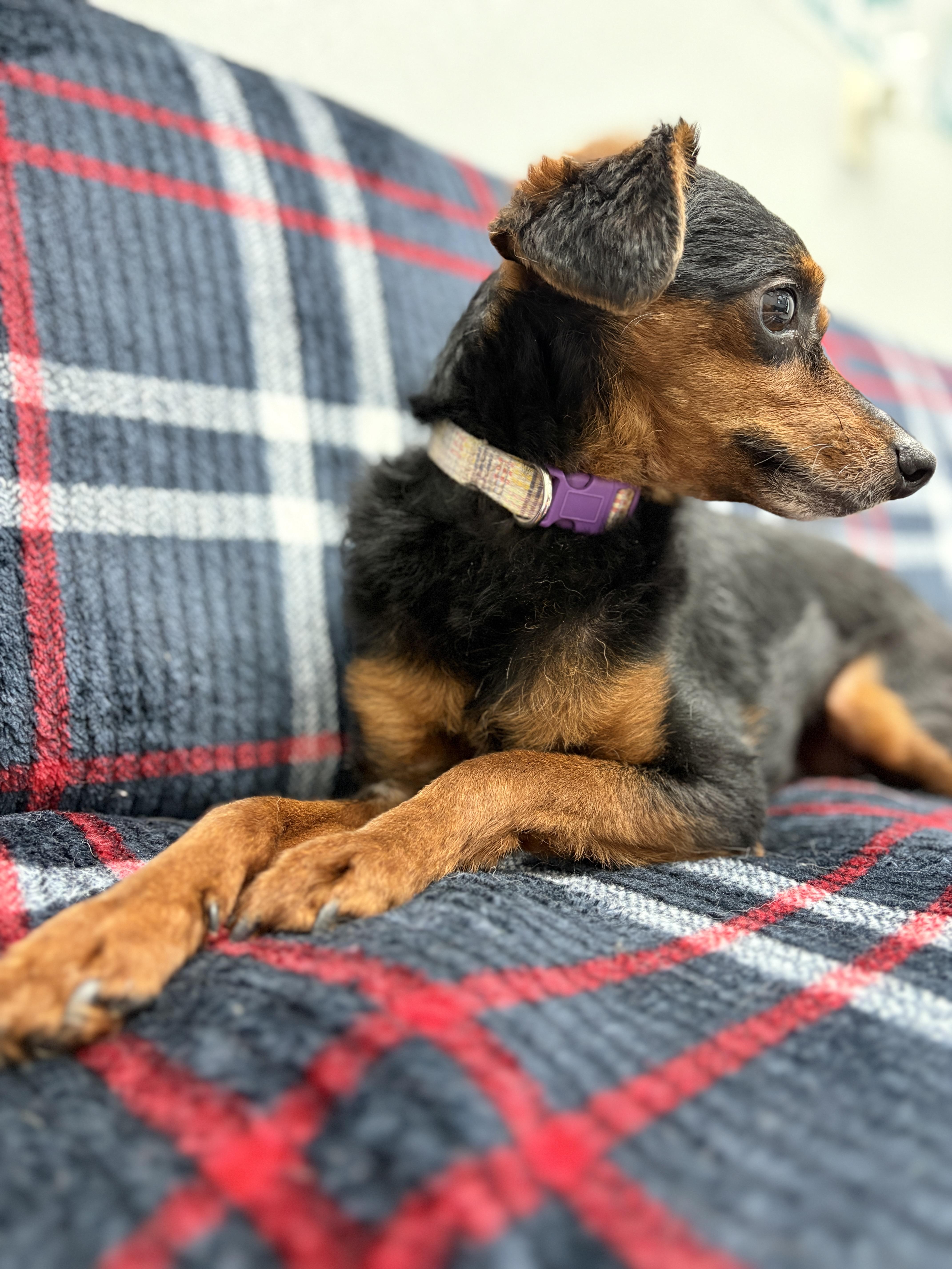 Lola, Adult Female unknown