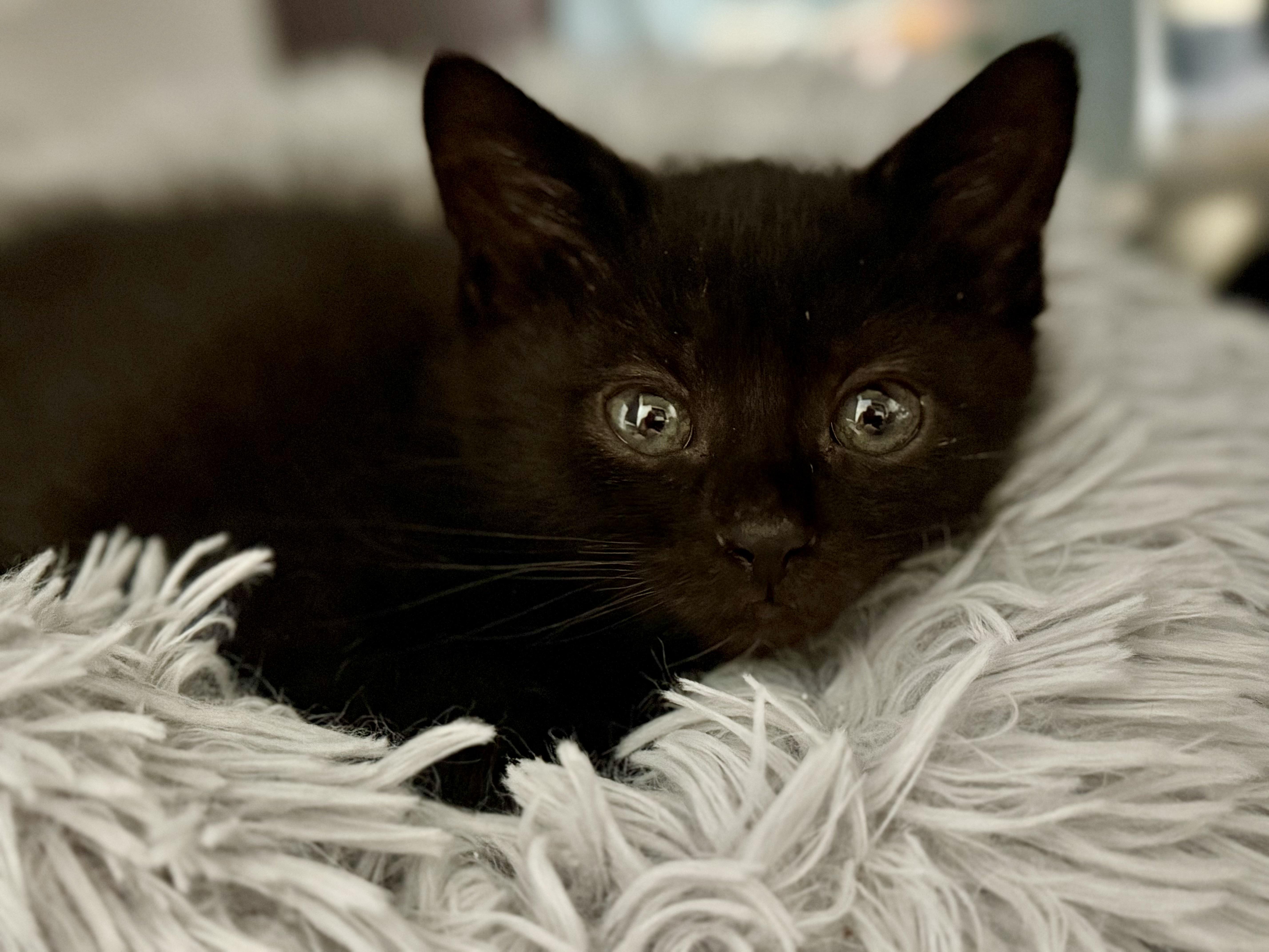 Coco