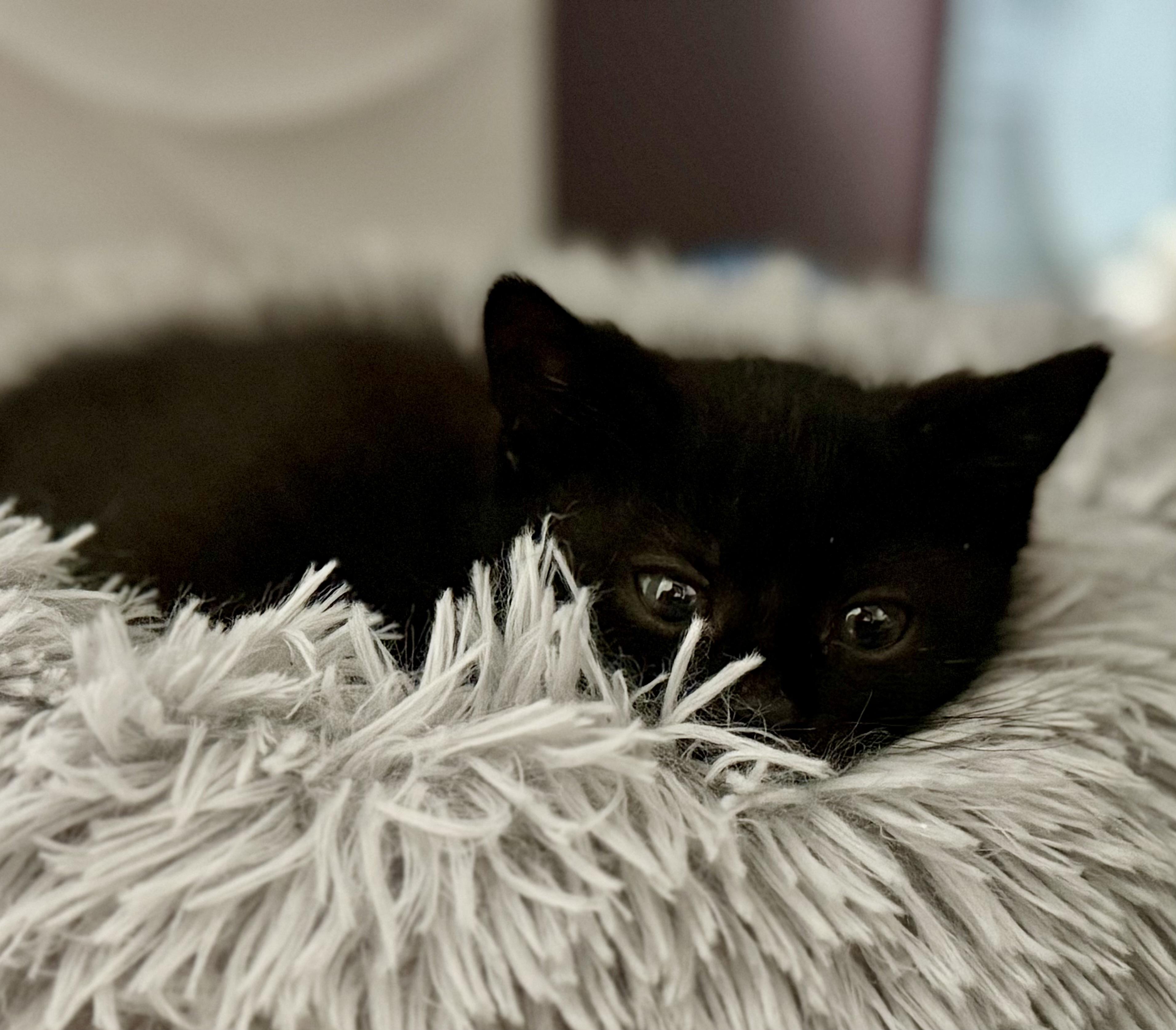 Coco 2