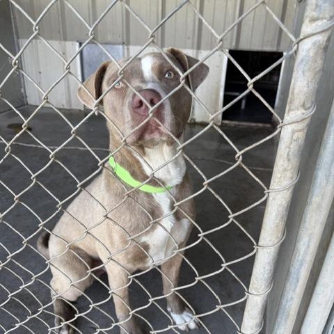 Enlarge Tank, a Adoptable Pit Bull Terrier in Carlin, NV image 1/2