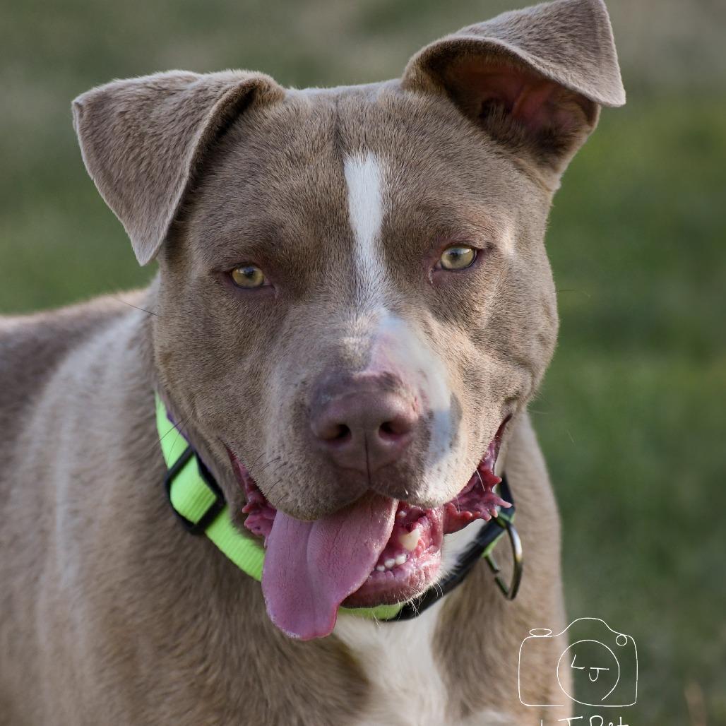 Enlarge Tank, a Adoptable Pit Bull Terrier in Carlin, NV image 2/2