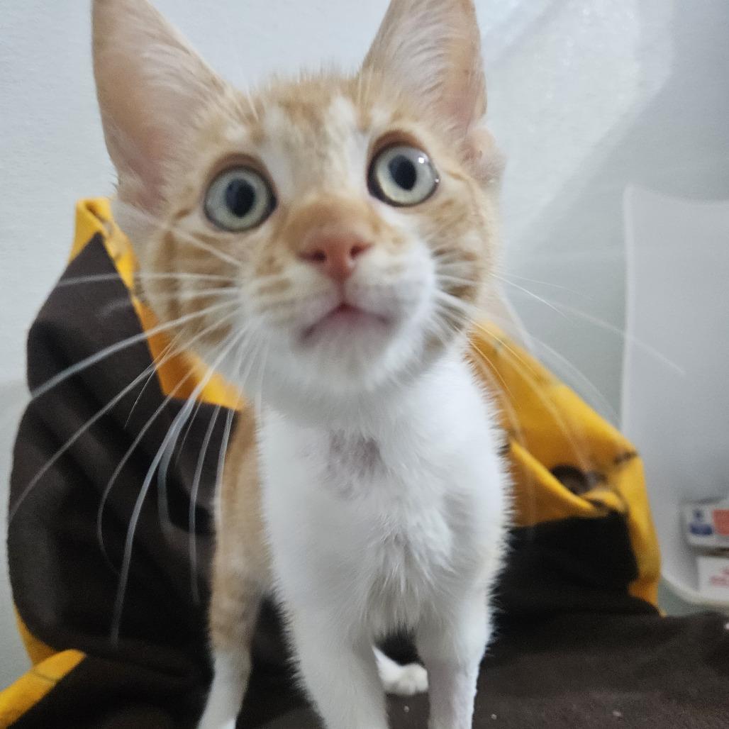 Blush, Adoptable, Young Female Domestic Short Hair.