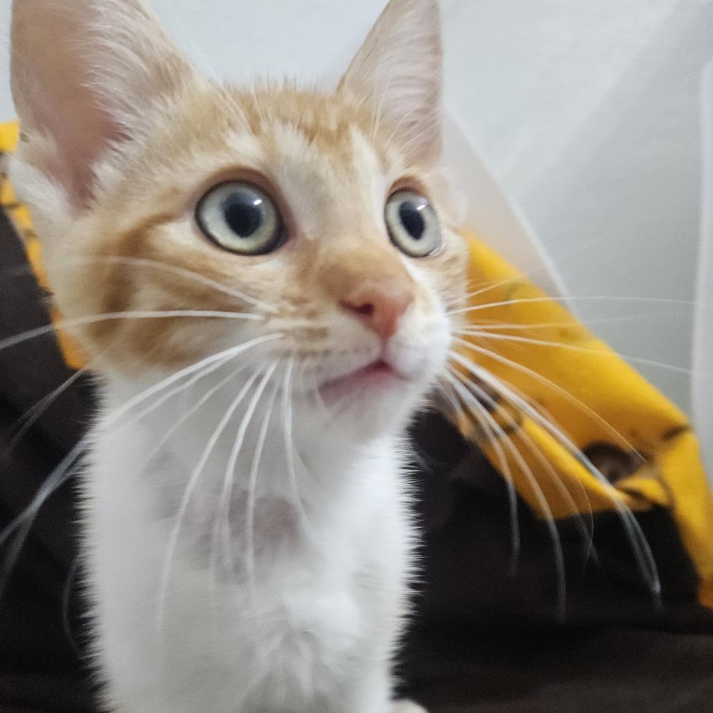 Enlarge Blush, a Adoptable Domestic Short Hair in Brea, CA image 2/5