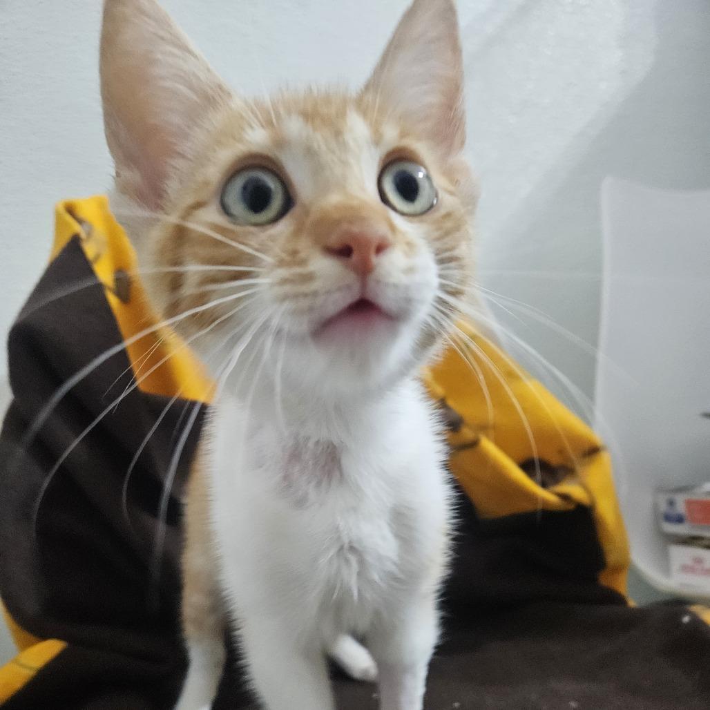 Enlarge Blush, a Adoptable Domestic Short Hair in Brea, CA image 3/5