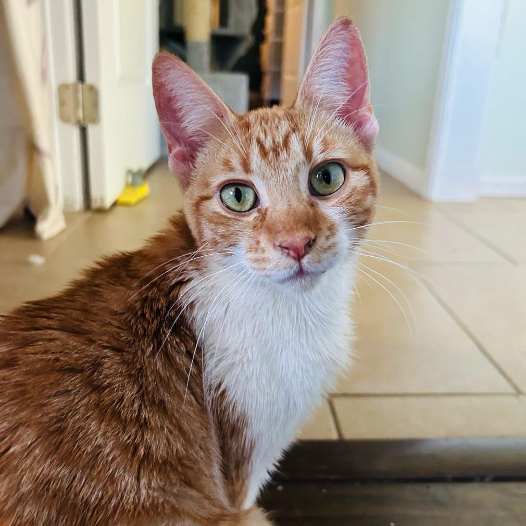 Enlarge Blush, a Adoptable Domestic Short Hair in Brea, CA image 4/5