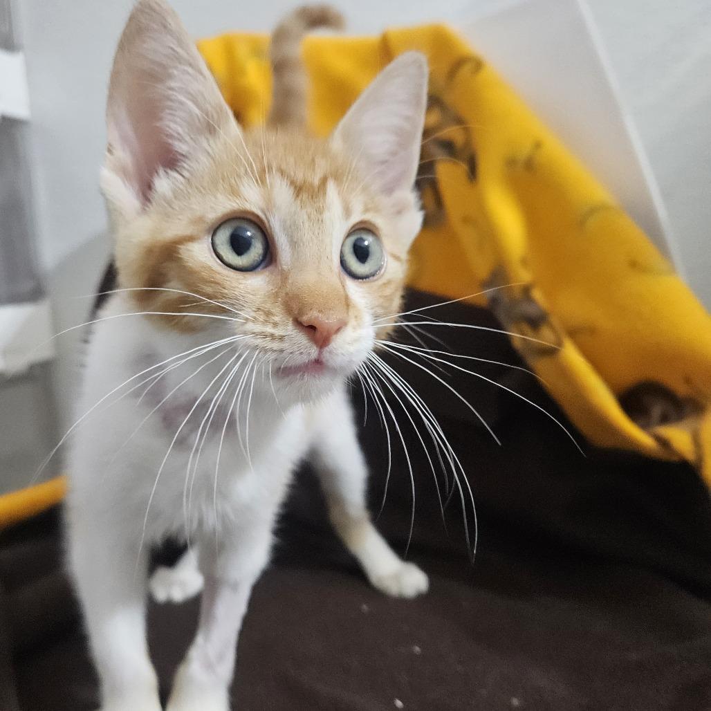 Enlarge Blush, a Adoptable Domestic Short Hair in Brea, CA image 5/5