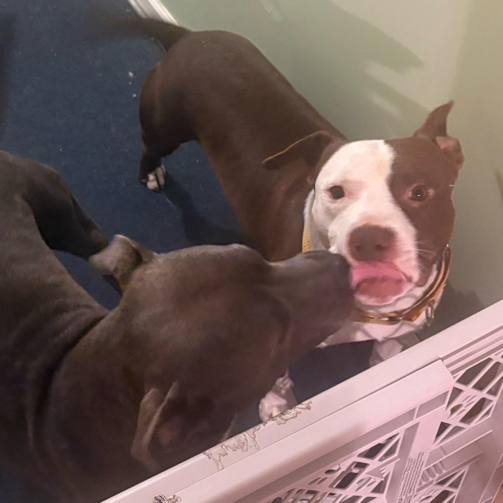 Aesop, Adoptable, Adult Male Terrier.