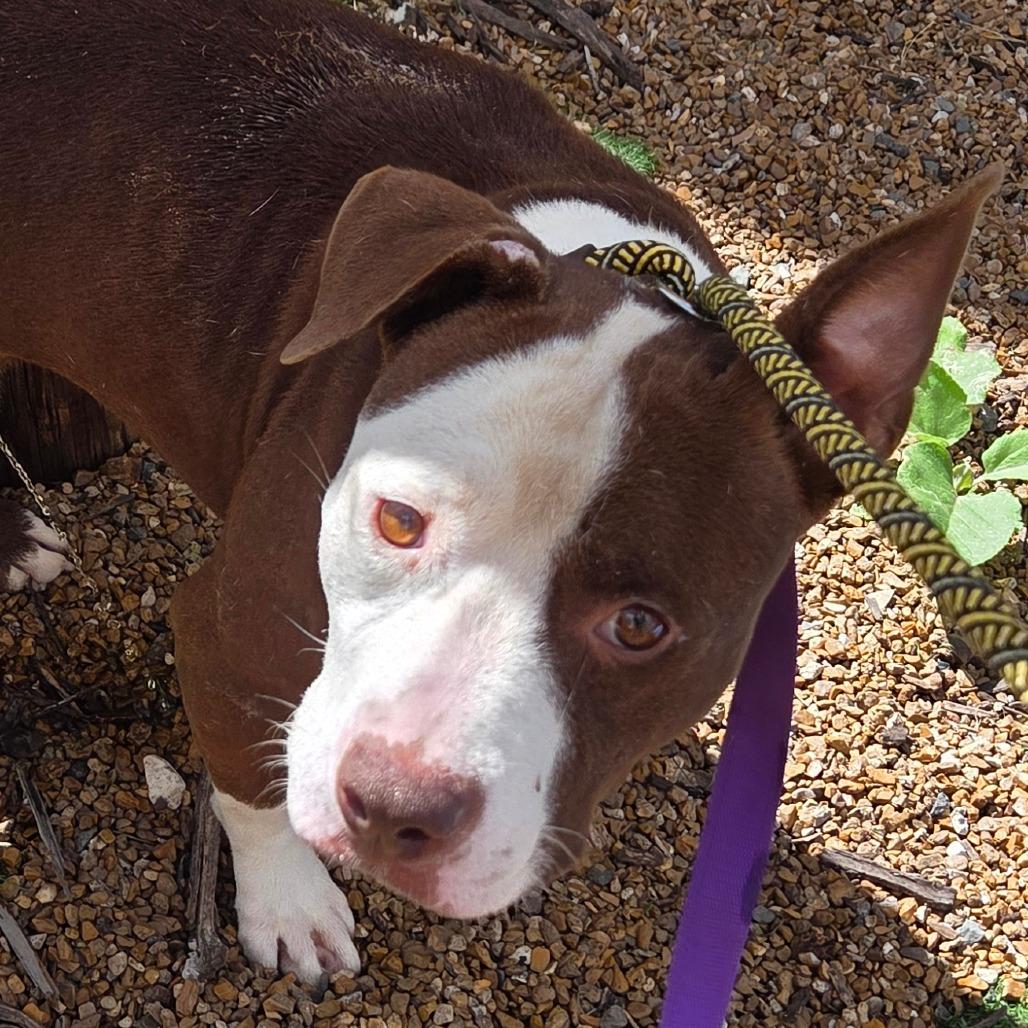 Enlarge Aesop, a Adoptable Terrier in St. Louis, MO image 2/6