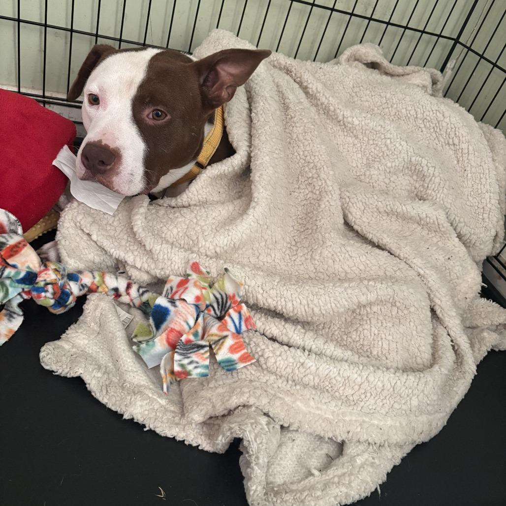 Enlarge Aesop, a Adoptable Terrier in St. Louis, MO image 3/6