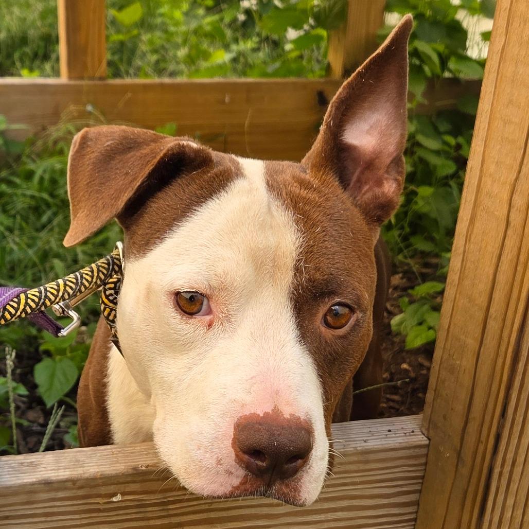 Enlarge Aesop, a Adoptable Terrier in St. Louis, MO image 6/6